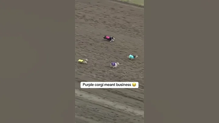 When Brad wanted all the smoke 😤 (via Canterbury Park Shakopee, MN)