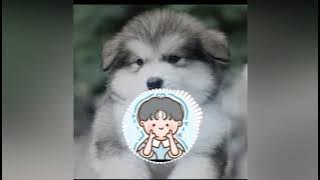 bawa sudah ( lyrics - Tik Tok )