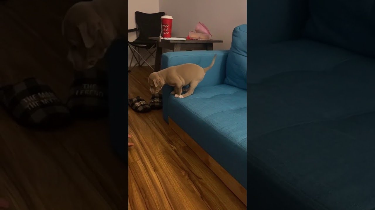 Puppy Takes His First Big Jump off The Couch || ViralHog