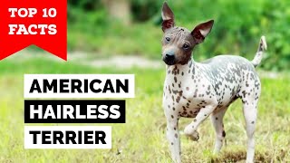 American Hairless Terrier - Top 10 Facts Resimi