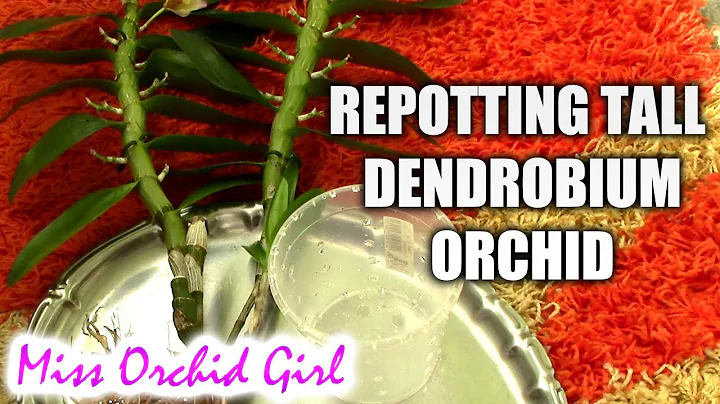 Repotting a tall Dendrobium orchid - DayDayNews