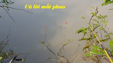 Tận mắt chứng kiến cận cảnh cá lôi mất phao