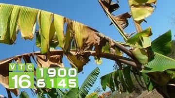 Bệnh héo rũ vàng lá Panama cây chuối I VTC16