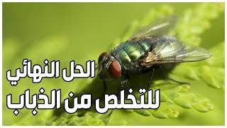 الحل النهائي للتخلص من الذباب