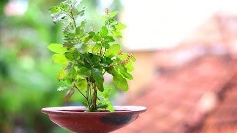 Identification of Different Medicinal plants by Image Processing Using Machine Learning Algorithms