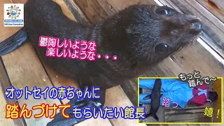 【オットセイ】赤ちゃんに踏んづけてもらいたい館長　（伊勢シーパラダイス）