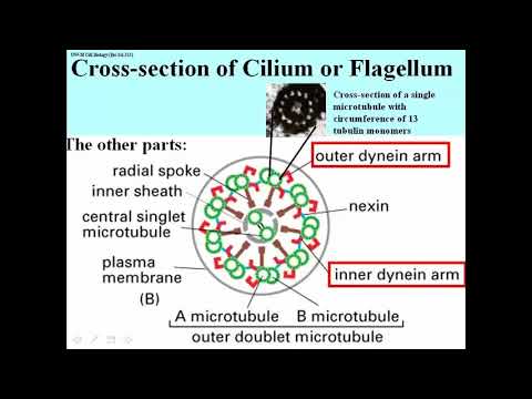 326 9+2 Microtubule Array in Axonemes that Beat