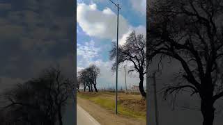 სოფელი თელეთი Teleti ყვავილობა Миндаля