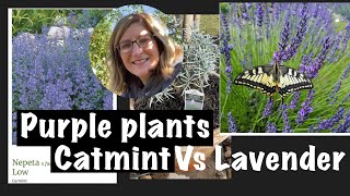 Purple Flower Plants: Planting up a Phenomenal Lavender: Lavender Alternative is Catmint (Nepeta)