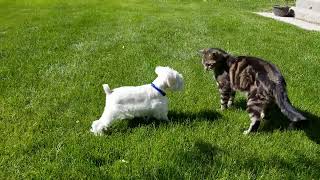 Miniature schnauzer puppy, first encounter with a cat.