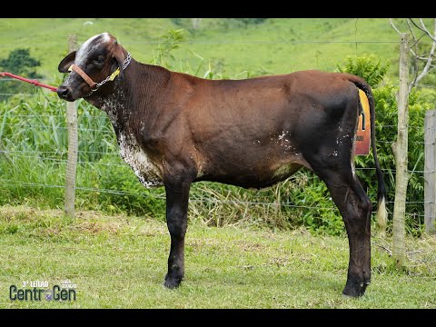 LOTE 16   CENTROGEN   2739CA