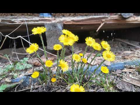 Heilkräuter im Bienengarten1 #wirmachendas