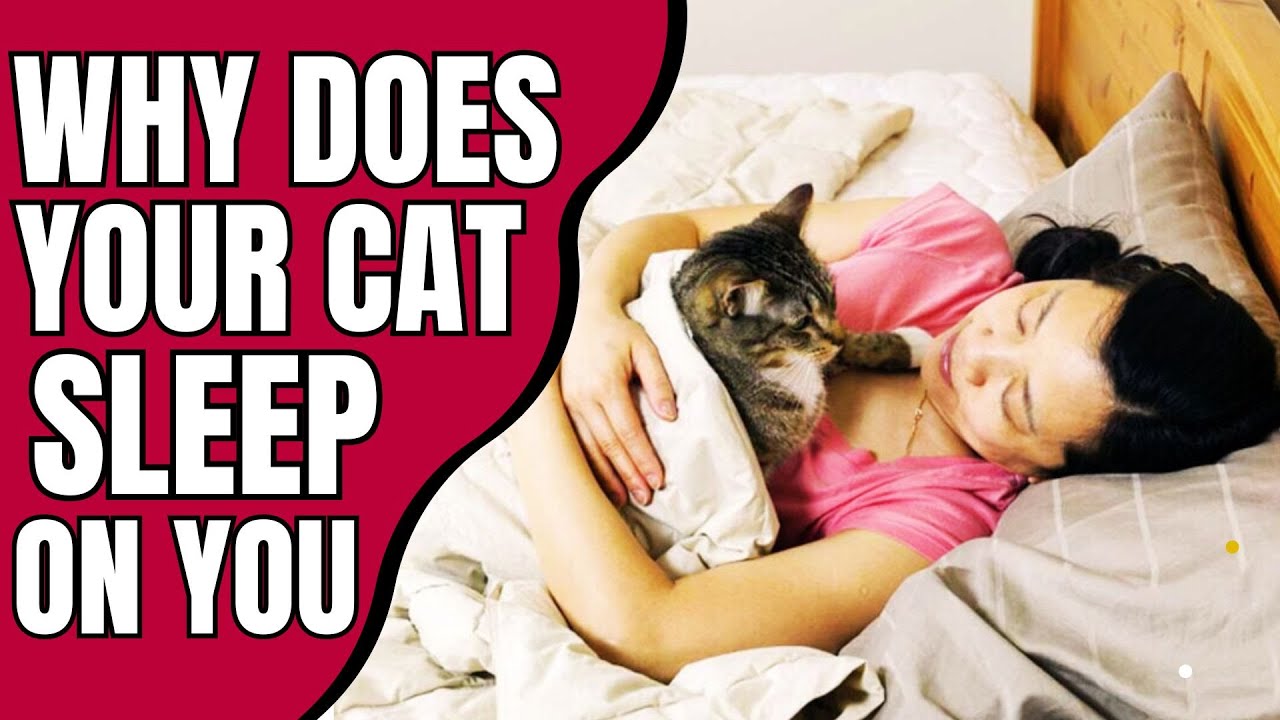 What Does It Mean When Your Cat Sleeps On You YouTube What Does It Mean When Your Cat Sleeps On You YouTube