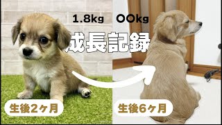 【成長記録】チワックス子犬、生後2ヶ月〜6ヶ月でどう変わる