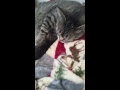 My cat's a mother