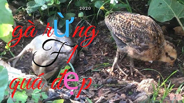 me nyuam qaib qus tom 1 zoo nkauj heev - gà rừng f1 quá đẹp