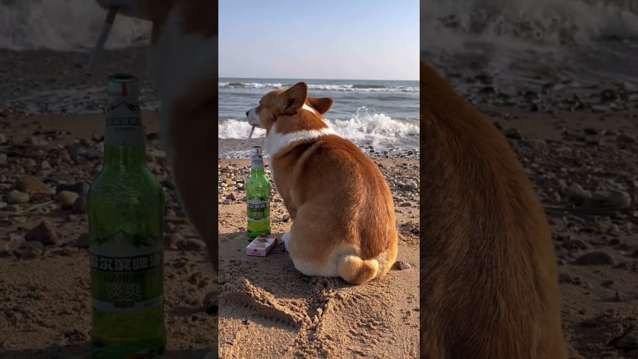 Standing Strong: Corgi Faces the Winds of Change