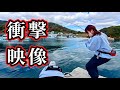 ここは釣り堀か！？漁港で巨アジ青物が乱舞…！