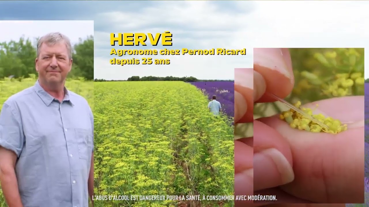 Ricard. Un collectif de femmes et d'hommes derrière la culture d’anis en Haute Provence.