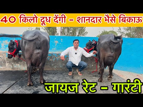 40 किलो दूध देंगी - जायज रेट की भैसे बिकाऊ । गारंटी के साथ दूध । Khatu Shyam Dairy 📞 97295-99521