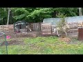 Can’t catch me Donkey (Tink) says pony (Jingles) #cuteanimals #farmlife #slowliving