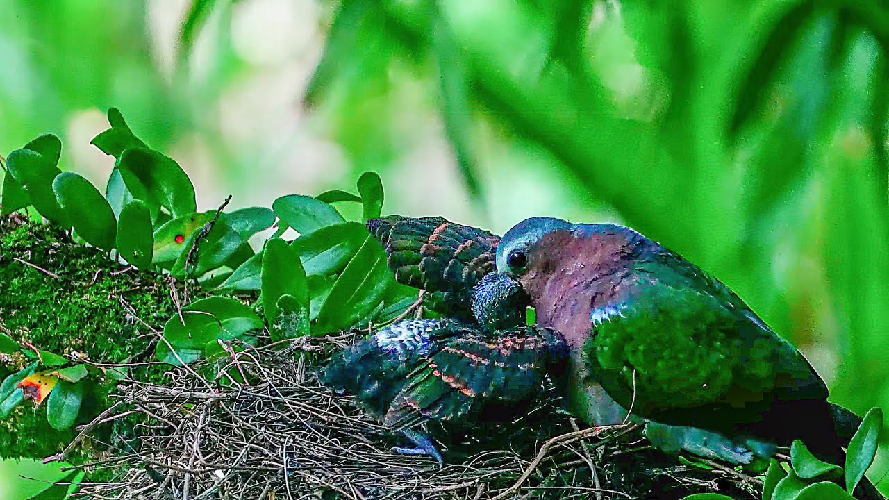 Emerald dove rumination feeding Parent birds feed baby birds翠翼鳩反芻式餵食