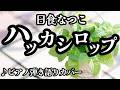 ハッカシロップ(Cover)💐日食なつこ【ピアノ弾き語り】Natsuko Nisshoku "Hakka syrup" [Piano&amp;Vocal Cover]【J-POPカバー】