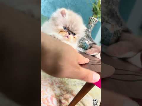 تيا الصفره اتدحلبت لغايه ما عضتني راسمه وش الطيبة قطط ايهاب خواجة وجمالها   