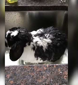 Bath Time 🐰🌊