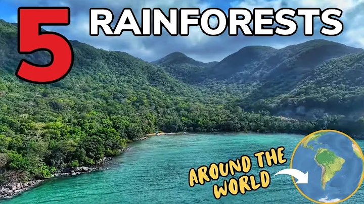 Rainforests Around the World | Learning Made Fun
