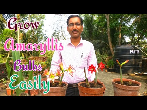 Cara Menumbuhkan Amaryllis BOLA di Rumah Mudah