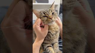 半日ぶりに猫に会って感極まるママwww #cat #猫