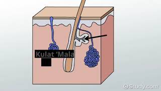 Apakah Itu Panau tinea Versicolor