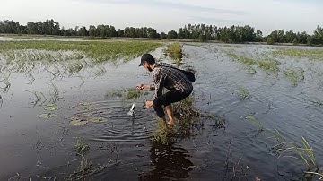 Cắm Câu Cá Lóc Ở Cánh Đồng Nước Nổi