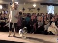 Fashion show shows compassion for pets
