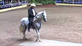 paso fino Grimaldi En Ponce 2012