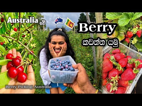 Best cherry & berry picking Melbourne|මෙල්බන් වල Berry කඩන්න හොඳම තැන |MapPin Travel|සිංහලෙන්