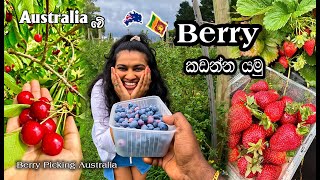 Best cherry & berry picking Melbourne|මෙල්බන් වල Berry කඩන්න හොඳම තැන |MapPin Travel|සිංහලෙන් Wealth