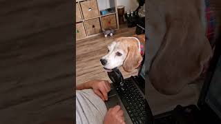 When You want to Work From Home but you Have a Beagle #funnybeagle #doglife #beaglelove