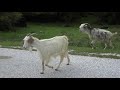 Free Grazing Goats in Greece