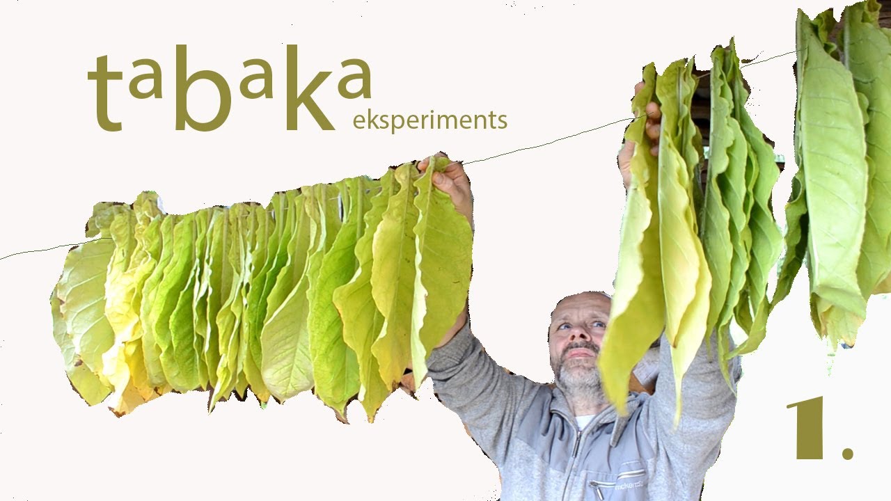 Paš Tabaka (1. sērija) -  Kā audzēju , novācu, vītināju savu eksperimentālo  tabakas ražu)