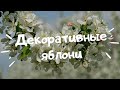 Декоративные яблони