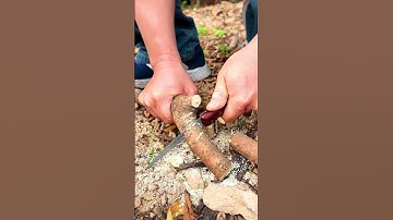 Cưa xếp gọn làm bonsai (Lh0987658370) #bonsaishop