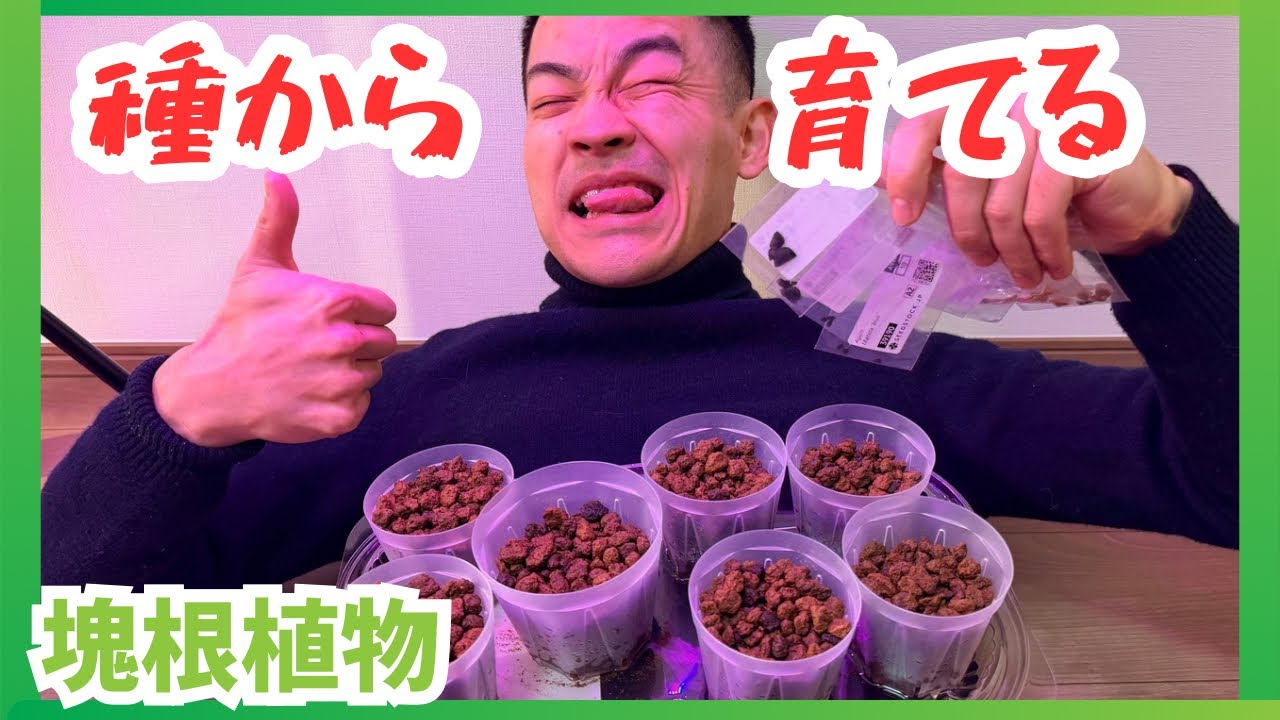 【初挑戦】種から始める塊根植物ライフ🌱