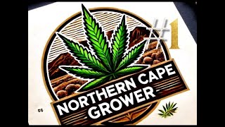 January Flower going to Harvest Update for Outdoor Grow Northern Cape, South Africa