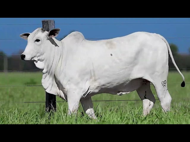 LOTE 1   MMAR 50271