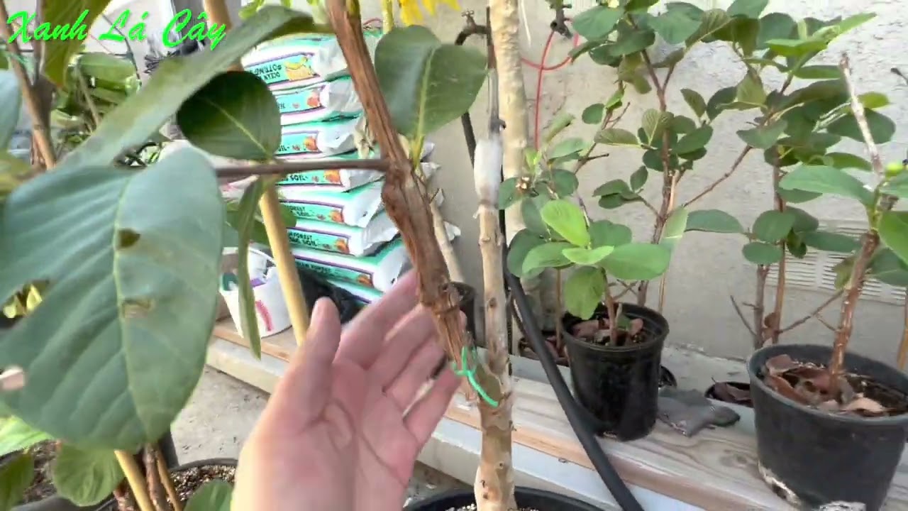 Vài nhánh ổi đã ghép thành công tại vườn (Ổi Thái ruby... - youtube