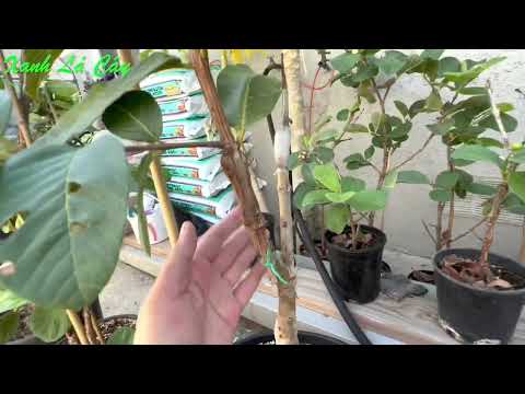 Video Vài nhánh ổi đã ghép thành công tại vườn (Ổi Thái ruby... - youtube