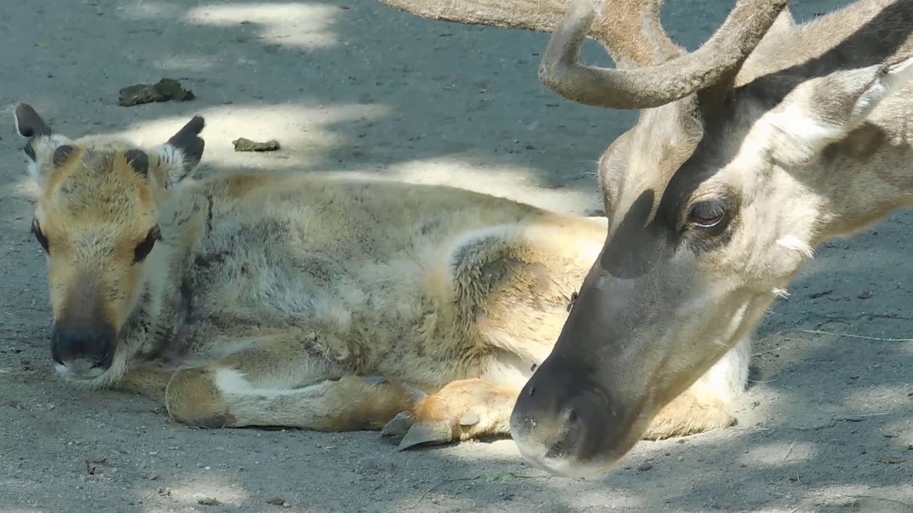 18 08寝そべっている トナカイ 赤ちゃん 釧路市動物園 トナカイ Reindeer Caribou Youtube