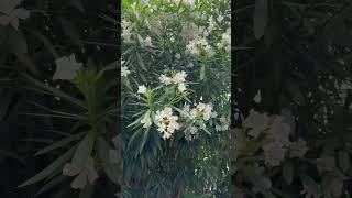 #ElegantBlooms #FloralMagic #SereneBeauty #NatureWhispers #ShortVideo #TokyoJapan